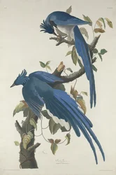 Kolumbiai szajkó, 1830
